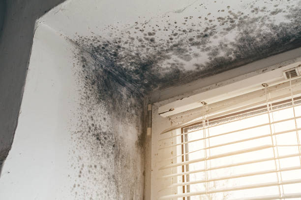 Affordable Mold Cleanup solutions in Laurel, VA